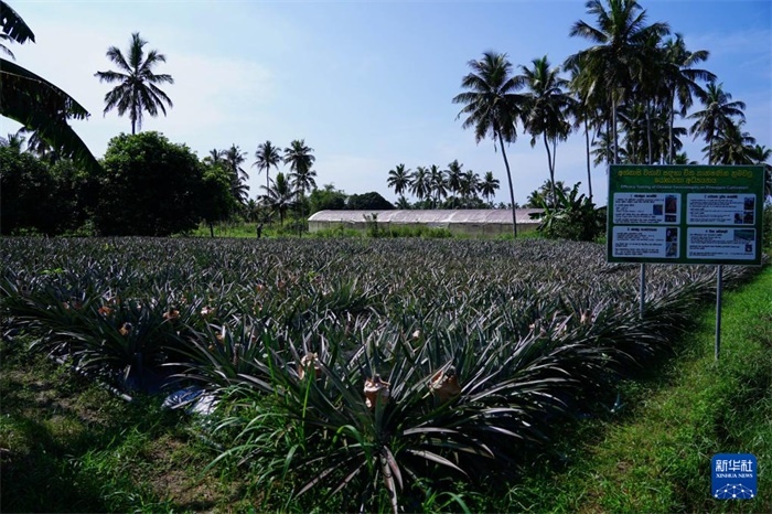 這是12月23日在斯里蘭卡馬坎杜拉拍攝的中國技術(shù)試驗田菠蘿田。新華社記者 陳冬書 攝