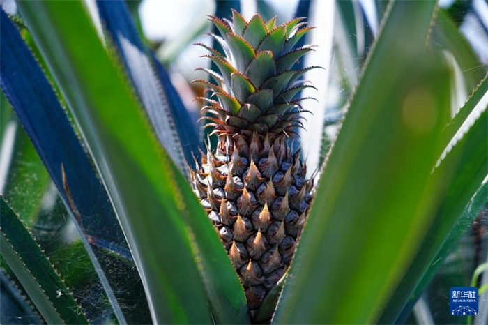 這是12月23日在斯里蘭卡馬坎杜拉拍攝的中國技術(shù)試驗田里的菠蘿。新華社記者 陳冬書 攝
