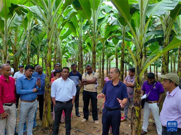 10月10日，在斯里蘭卡霍勒訥的一處香蕉示范基地，中國、聯(lián)合國糧農(nóng)組織與斯里蘭卡南南合作項目中國專家組組長孫德權(quán)為當(dāng)?shù)剞r(nóng)民進(jìn)行技術(shù)培訓(xùn)。新華社發(fā)（中國、聯(lián)合國糧農(nóng)組織與斯里蘭卡南南合作項目專家組供圖）