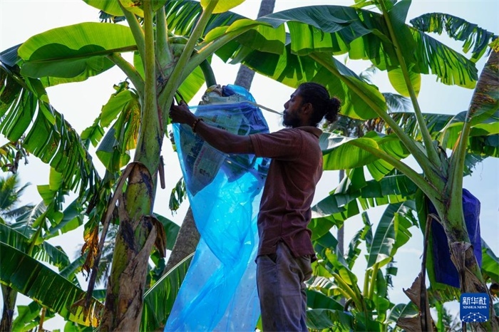 12月23日，在斯里蘭卡馬坎杜拉，農(nóng)民在香蕉試驗田里學(xué)習(xí)套袋技術(shù)。新華社記者 陳冬書 攝