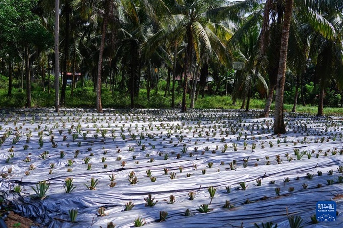 這是12月23日在斯里蘭卡馬坎杜拉拍攝的農(nóng)民里尚·普爾納的菠蘿田。新華社記者 陳冬書 攝