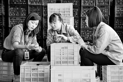 為拓展柿子產(chǎn)業(yè)發(fā)展新途徑，在陜西富平淡村鎮(zhèn)，歸國留學(xué)生王薇參與創(chuàng)建了一座柿酒酒莊。新華社發(fā)