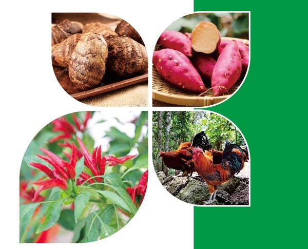 天等縣名特優(yōu)農產品。主辦方供圖