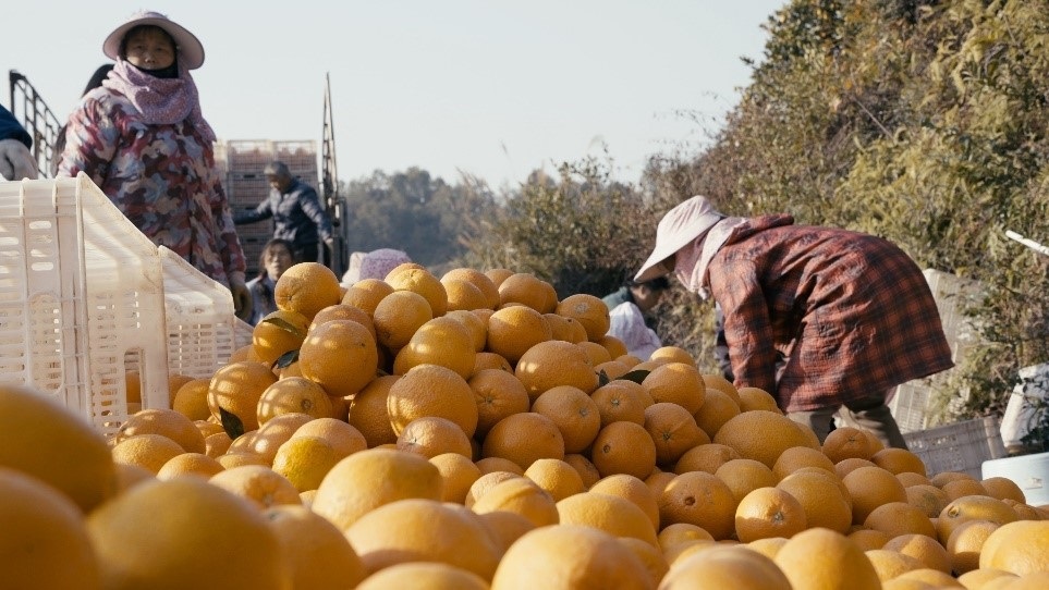 贛南臍橙喜獲豐收。人民網(wǎng)記者 張力洋攝