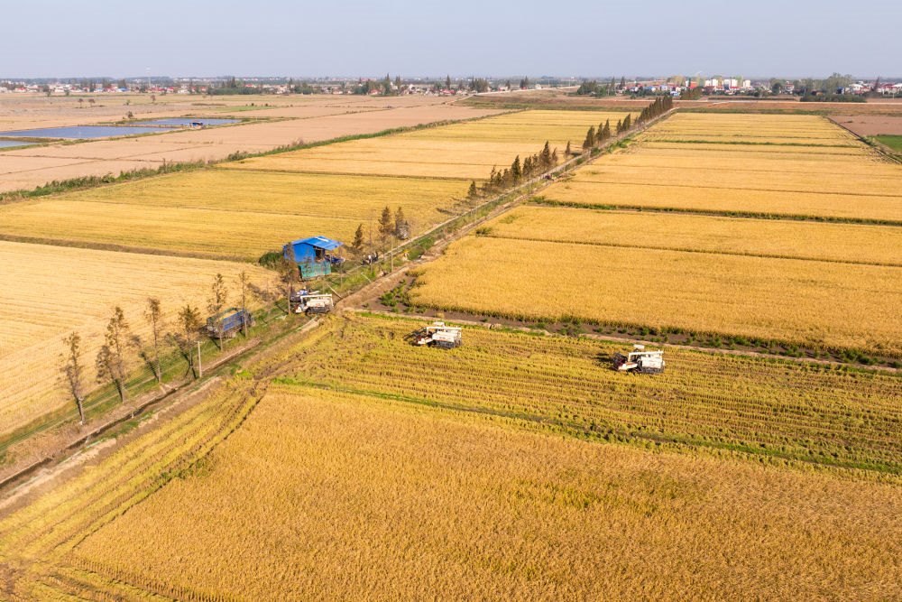 2024年11月1日，在湖南華容縣團(tuán)洲垸，村民駕駛收割機(jī)收獲水稻（無人機(jī)照片）。新華社記者陳思汗 攝