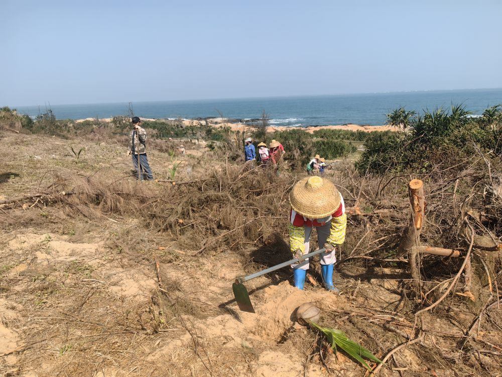 2025年1月19日，在海南文昌市，工人正在修復(fù)海岸防風(fēng)林。新華社記者吳茂輝 攝