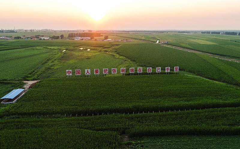 2020年7月23日拍攝的吉林省梨樹縣國家百萬畝綠色食品原料（玉米）標(biāo)準(zhǔn)化生產(chǎn)基地核心示范區(qū)（無人機照片）。新華社記者 許暢 攝