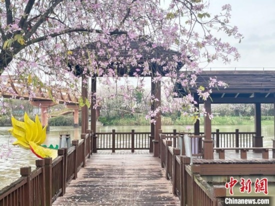 3月7日，廣州海珠國家濕地公園宮粉紫荊花海吸引游人。中新社記者 許青青 攝