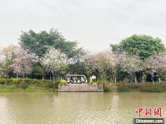 3月7日，廣州海珠國家濕地公園宮粉紫荊花海吸引游人。中新社記者 許青青 攝