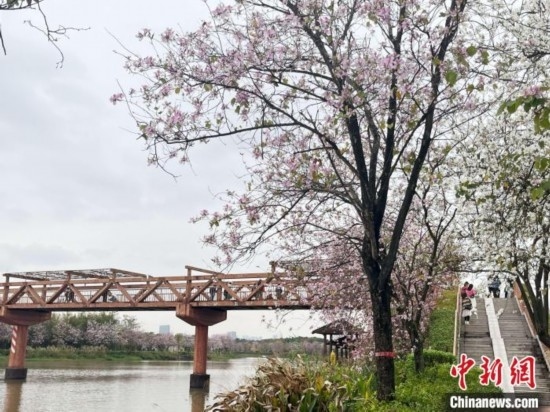 3月7日，廣州海珠國家濕地公園宮粉紫荊花海吸引游人。中新社記者 許青青 攝