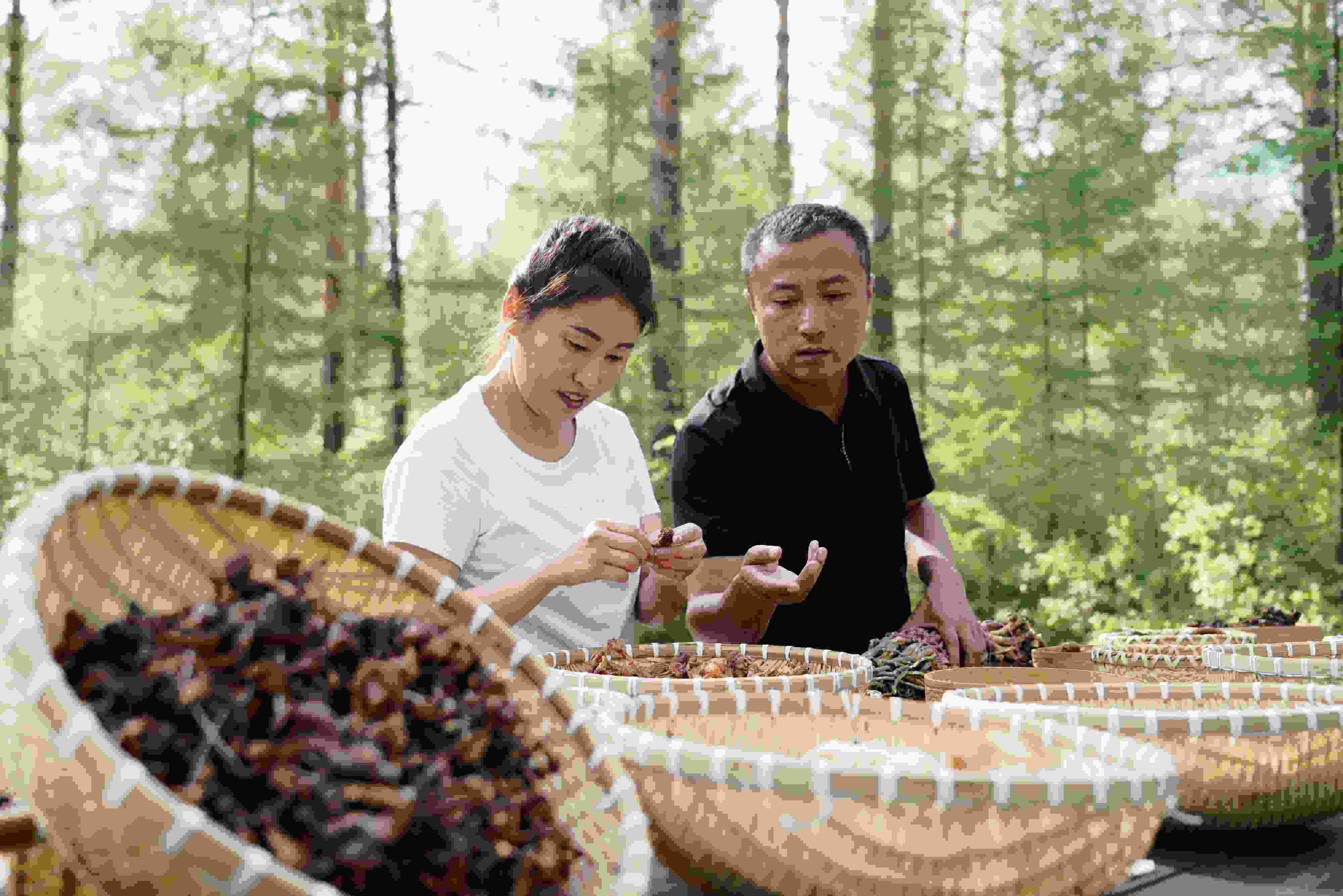 2024年8月6日，黑龍江漠河林場員工正在分揀采集來的林下產(chǎn)品。