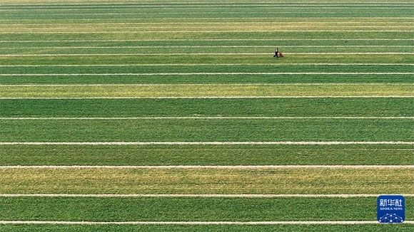 3月14日，在菏澤市鄆城縣潘渡鎮(zhèn)，農(nóng)民在麥田里施肥（無人機照片）。
