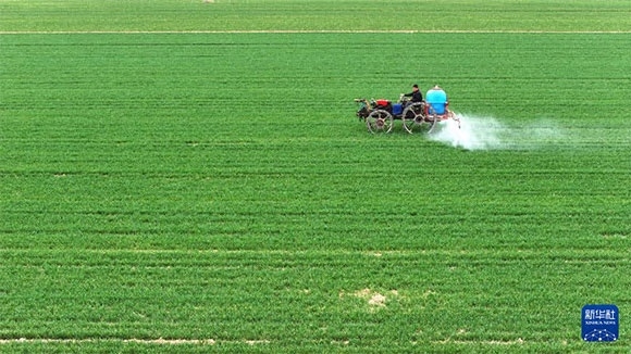 3月14日，在菏澤市鄆城縣郭屯鎮(zhèn)，農(nóng)民在麥田里噴灑除草劑（無人機照片）。