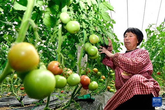 3月13日，在菏澤市鄆城縣張營街道，農(nóng)民在設(shè)施大棚里打理西紅柿。