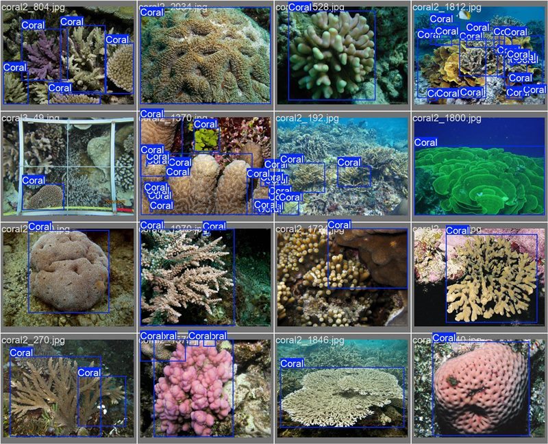 南海珊瑚識(shí)別。阿里云供圖