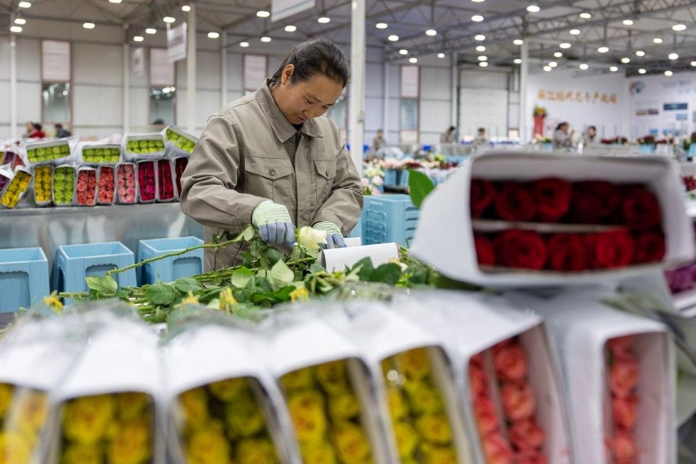 △近日，工作人員在云南麗江現(xiàn)代花卉產(chǎn)業(yè)園包裝鮮花。