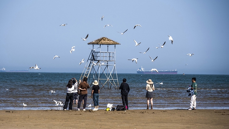 2024年5月12日，河北秦皇島，北戴河鴿子窩公園成群海鷗在天空中自由翱翔，與大海、藍(lán)天構(gòu)成了一幅美麗的畫卷。