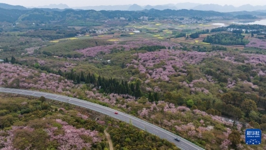 清鎮(zhèn)市紅楓湖鎮(zhèn)右二村旁的道路與花海相映（4月5日攝，無人機照片）。
