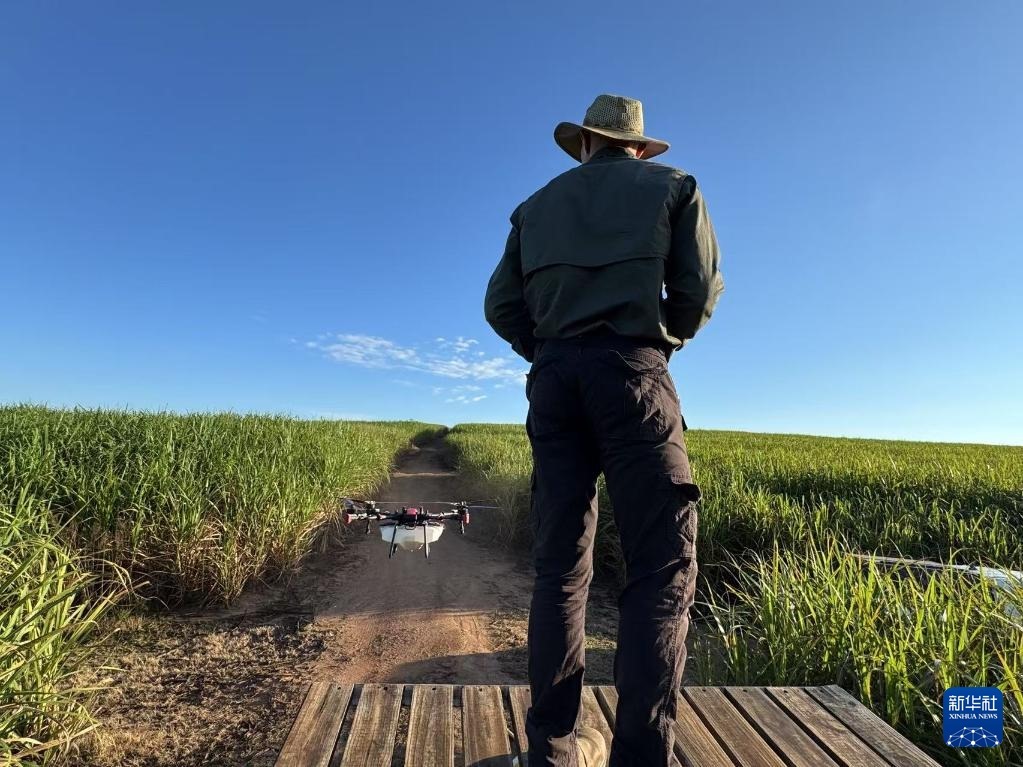 3月25日，在南非夸祖魯-納塔爾省的方廷希爾莊園，飛手操縱無人機(jī)為甘蔗林噴灑藥劑。新華社記者 白舸 攝
