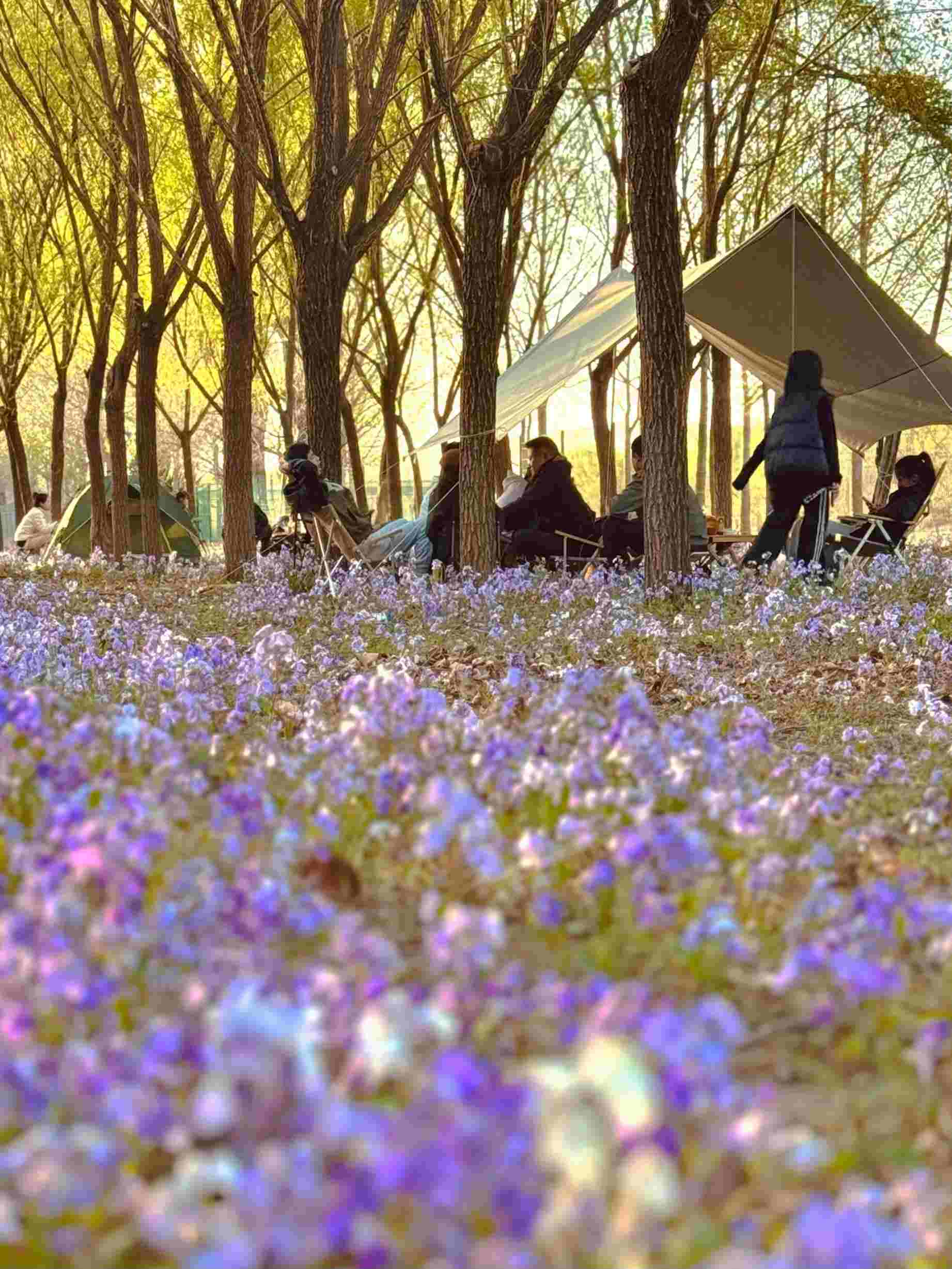 清明假期期間，范女士一家在北京溫榆河邊露營。受訪者供圖