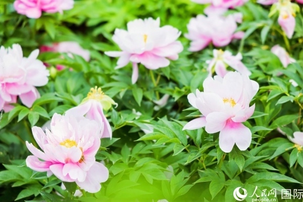 洛陽國家牡丹園牡丹盛開。 人民網(wǎng)記者 魯揚攝