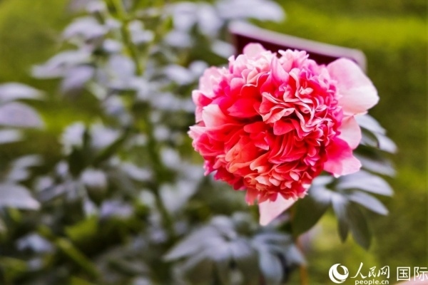 洛陽國家牡丹園牡丹盛開。 人民網(wǎng)記者 魯揚攝