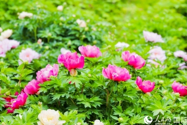 洛陽國家牡丹園牡丹盛開。 人民網(wǎng)記者 魯揚攝