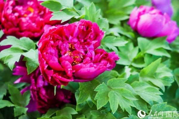 洛陽國家牡丹園牡丹盛開。 人民網(wǎng)記者 魯揚攝