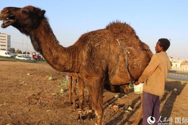 工人在給駱駝擠奶。人民網(wǎng) 納達(dá)爾·達(dá)烏德攝