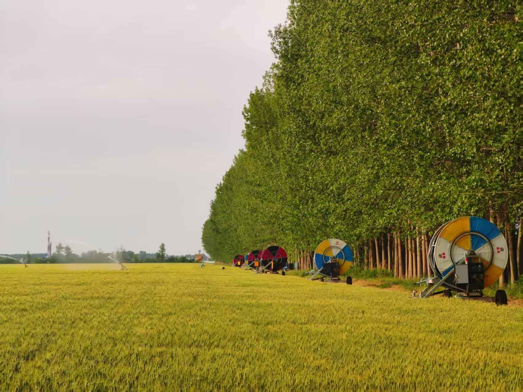 陜西華陰市華西鎮(zhèn)農(nóng)墾農(nóng)場(chǎng)正在作業(yè)的卷盤(pán)式噴灌機(jī)。受訪(fǎng)者供圖