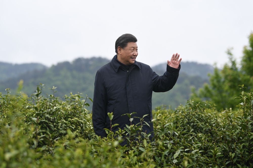2020年4月21日，習(xí)近平總書記來(lái)到陜西安康市平利縣老縣鎮(zhèn)，在茶園考察脫貧攻堅(jiān)情況。新華社記者 燕雁 攝