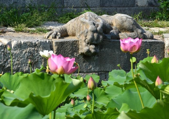萬寧橋位于北京地安門外大街中部、什剎海東岸，是北京中軸線上最古老的橋梁，至今已有700多年歷史。近年來，北京市持續(xù)為萬寧橋“瘦身減負(fù)”，橋體風(fēng)貌得以完整展現(xiàn)，方便游客走近欣賞，深入了解古橋承載的價(jià)值和內(nèi)涵。這是2023年7月18日拍攝的北京萬寧橋橋東的鎮(zhèn)水獸。